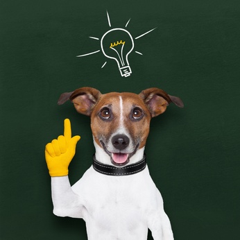 Bright Idea Bulb over Dog