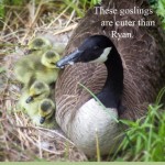 goslings-meme-with-logo-465x620