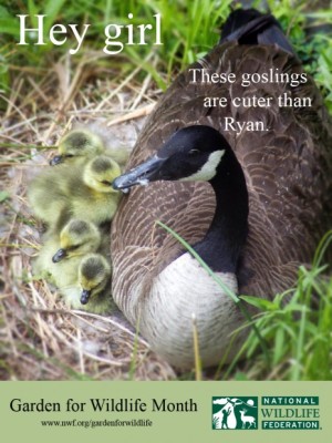 goslings-meme-with-logo-465x620