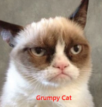 Grumpy Cat hates auction check-out lines