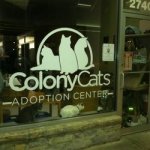 Colony Cats Charity Spa Night